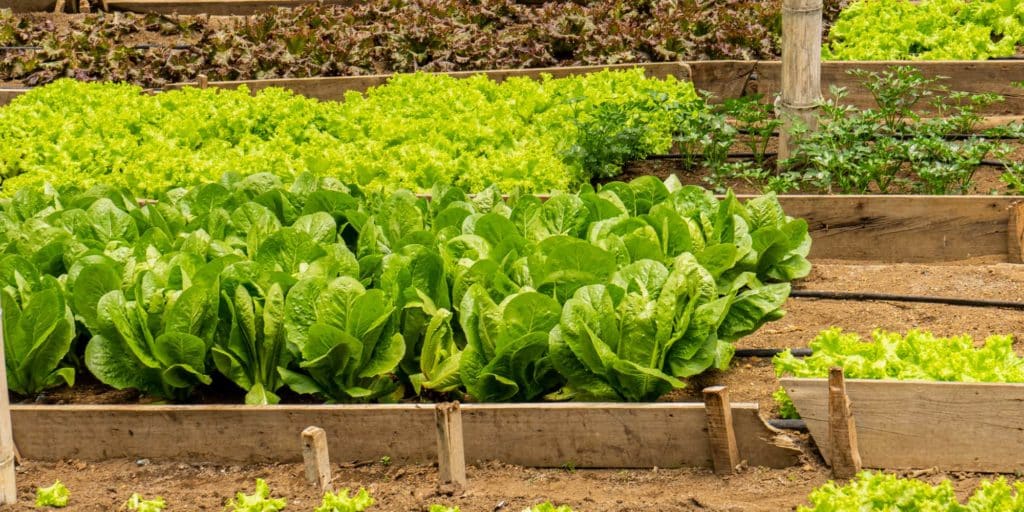 Pizzas Piccolo – Pizza